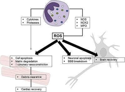 Neutrophil-Related Oxidants Drive Heart and Brain Remodeling After Ischemia/Reperfusion Injury